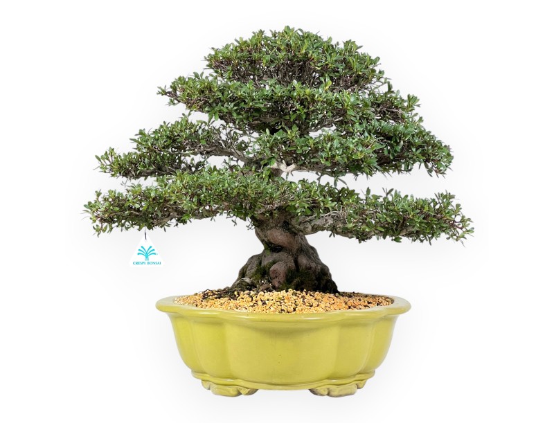 Azalee Bonsai von 52 cm | Wolke hellgrün Topf