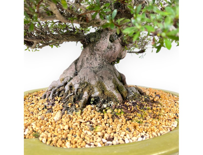 Bonsai di Azalea da 52 cm | Vaso a nuvola verde chiaro