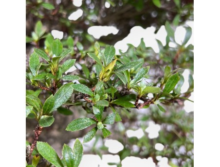 Bonsai di Azalea da 52 cm | Vaso a nuvola verde chiaro