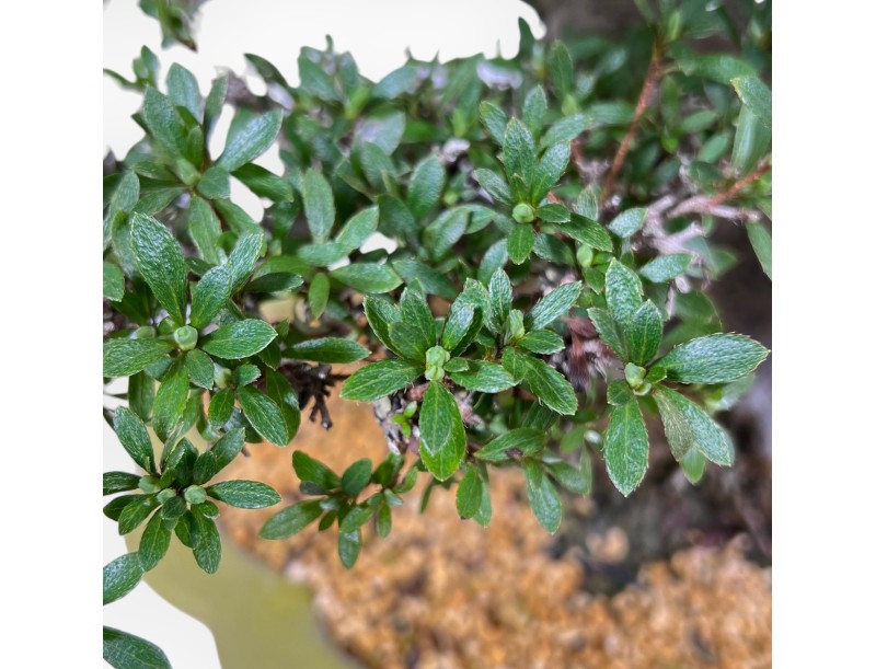 Bonsai di Azalea da 52 cm | Vaso a nuvola verde chiaro