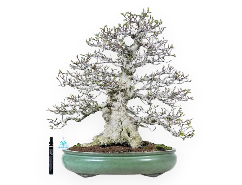 Haagbeuk bonsai van 59 cm | Ovaal groen pot