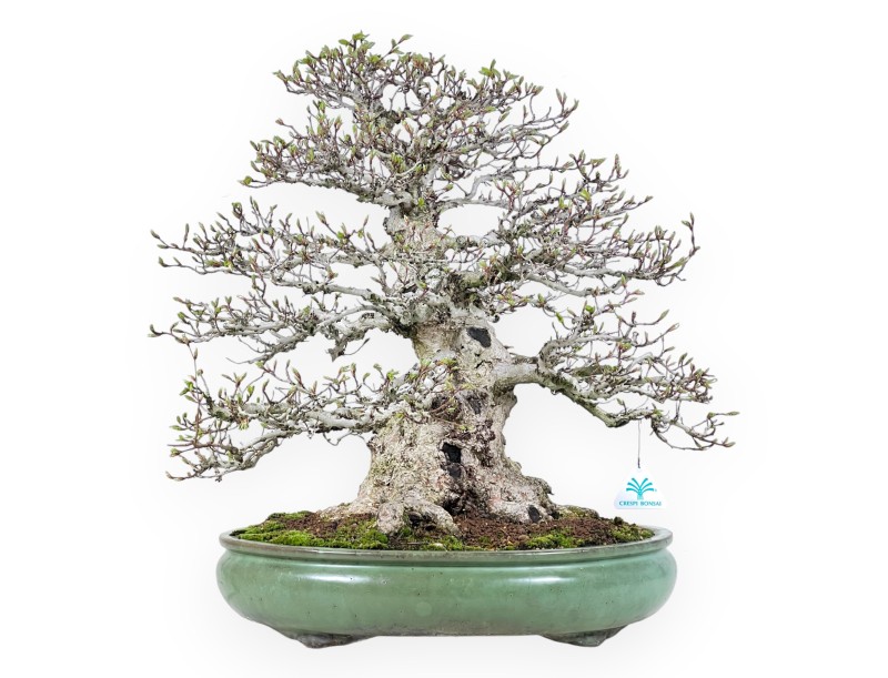 Haagbeuk bonsai van 59 cm | Ovaal groen pot