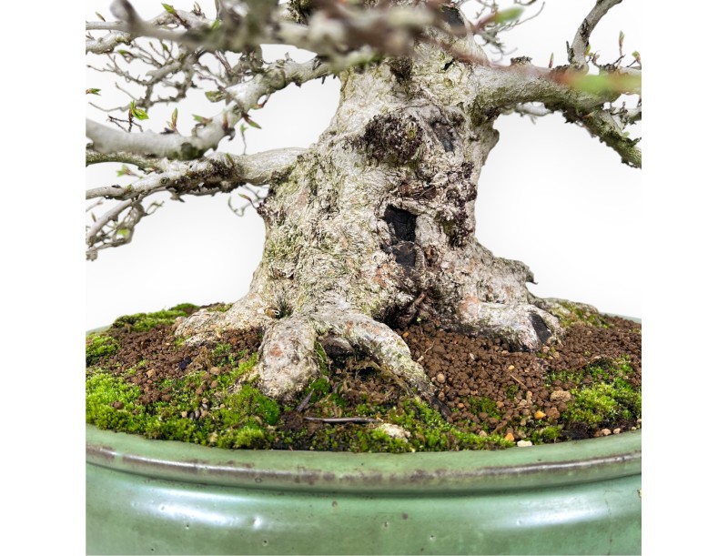 Bonsai di Carpino da 59 cm | Vaso ovale verde