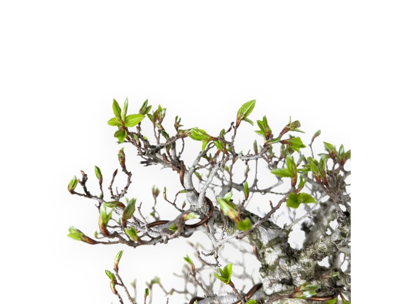 Bonsai di Carpino da 59 cm | Vaso ovale verde