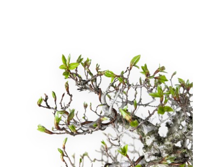 Bonsaï de charme de 59 cm | Pot ovale vert