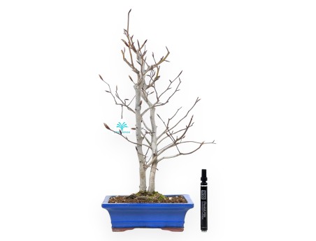 Bonsai di faggio da 50 cm | Vaso rettangolare blu