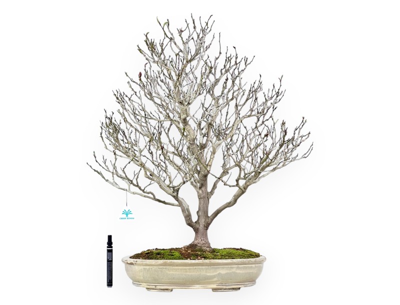Magnolia Bonsai von 71 cm | Oval creme Topf