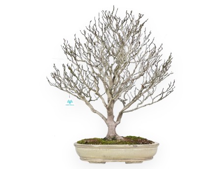 Magnolia bonsai van 71 cm | Ovaal crème pot