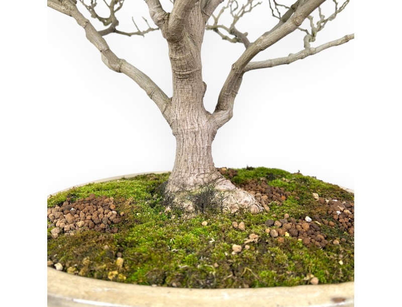 Magnolia Bonsai von 71 cm | Oval creme Topf