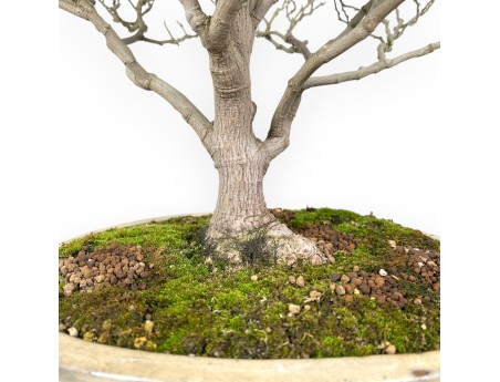 Magnolia bonsai van 71 cm | Ovaal crème pot