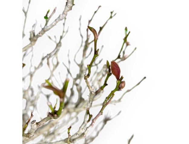 Magnolia bonsai van 71 cm | Ovaal crème pot 2