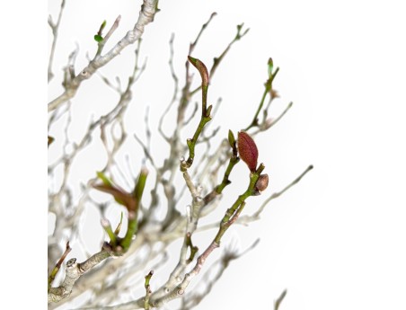 Magnolia bonsai van 71 cm | Ovaal crème pot