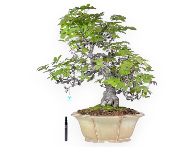 Bonsai di Akebia quinata da 83 cm | Vaso a fiore di loto crema