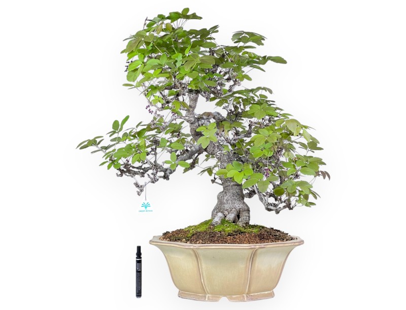 Bonsai di Akebia quinata da 83 cm | Vaso a fiore di loto crema