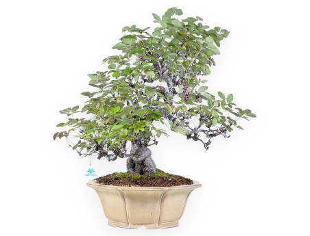 Bonsai di Akebia quinata da 83 cm | Vaso a fiore di loto crema