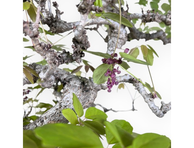 Bonsai di Akebia quinata da 83 cm | Vaso a fiore di loto crema 2