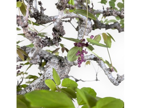 Bonsai di Akebia quinata da 83 cm | Vaso a fiore di loto crema