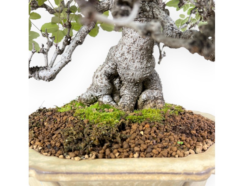 Bonsai di Akebia quinata da 83 cm | Vaso a fiore di loto crema