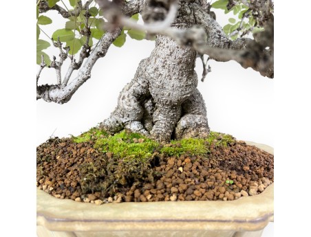 Bonsai di Akebia quinata da 83 cm | Vaso a fiore di loto crema