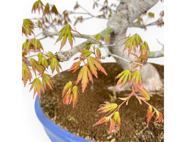 Bonsai di acero da 86 cm | Vaso ovale azzurro 2