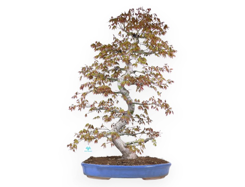 Bonsaï de Érable de 86 cm | Pot ovale bleu clair