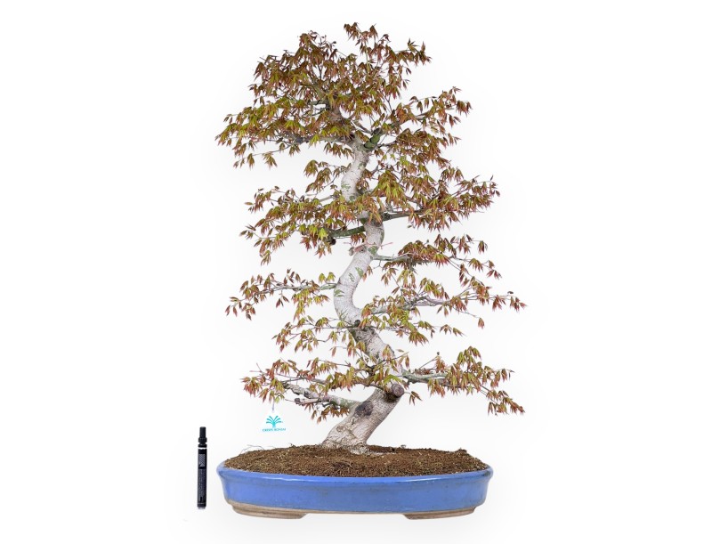 Esdoorn bonsai van 86 cm | Ovaal Licht blauw pot