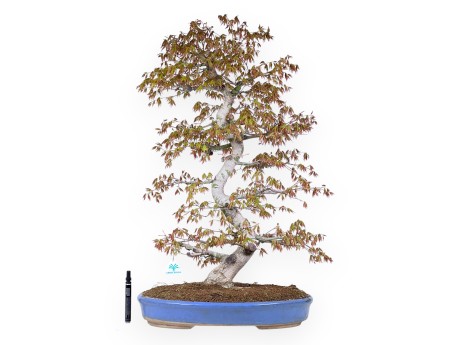 Maple bonsai of 86 cm | Light blue oval pot