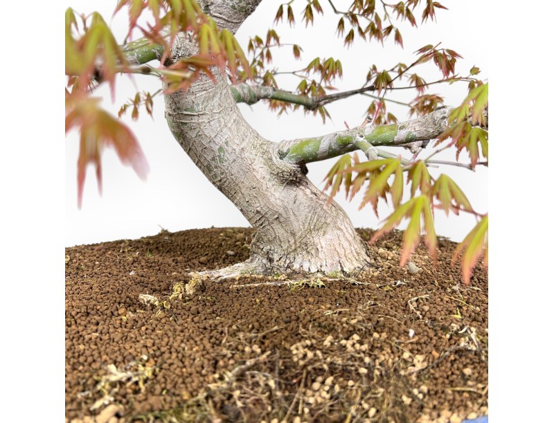 Ahorn Bonsai von 86 cm | Oval hellblau Topf