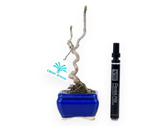 Ginkgo biloba bonsai 21 cm | Blue rectangular pot