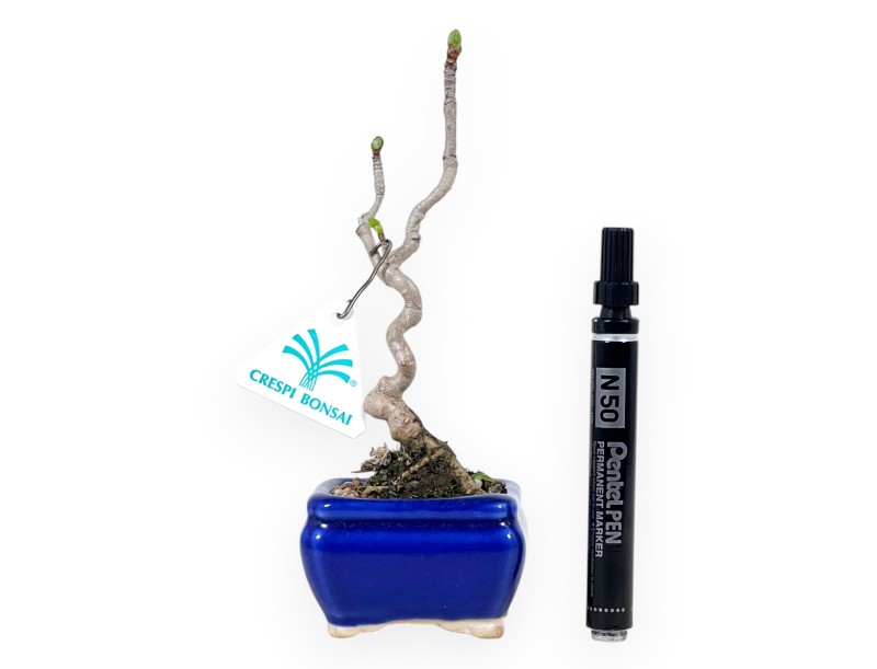Bonsái de Ginkgo biloba de 21 cm | Maceta rectangular azul