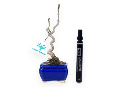 Bonsái de Ginkgo biloba de 21 cm | Maceta rectangular azul