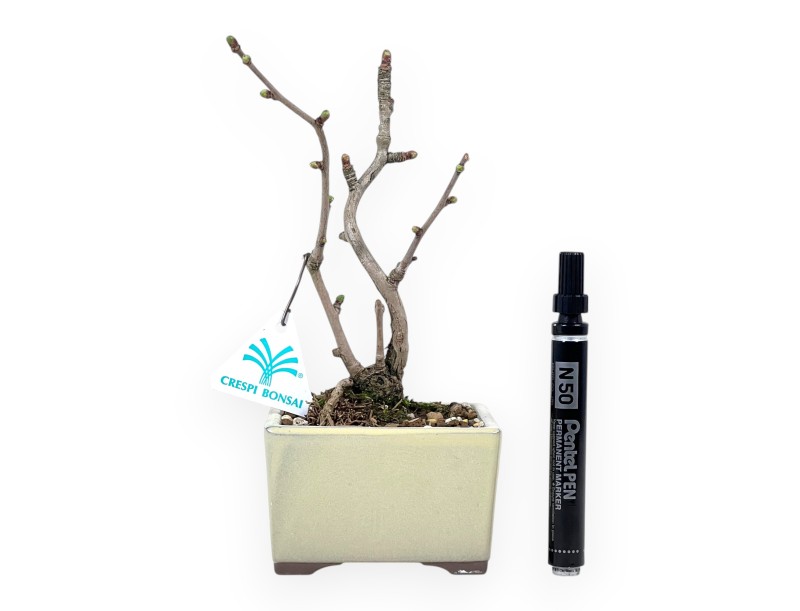 Bonsái de Ginkgo biloba de 22,5 cm | Maceta cuadrada crema