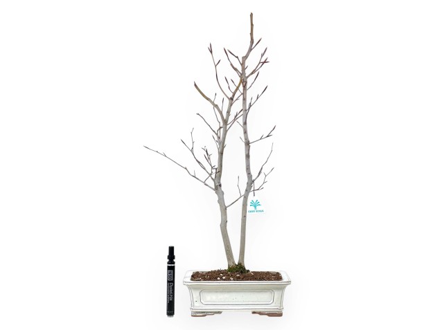 Bonsai di faggio da 63 cm | Vaso rettangolare crema