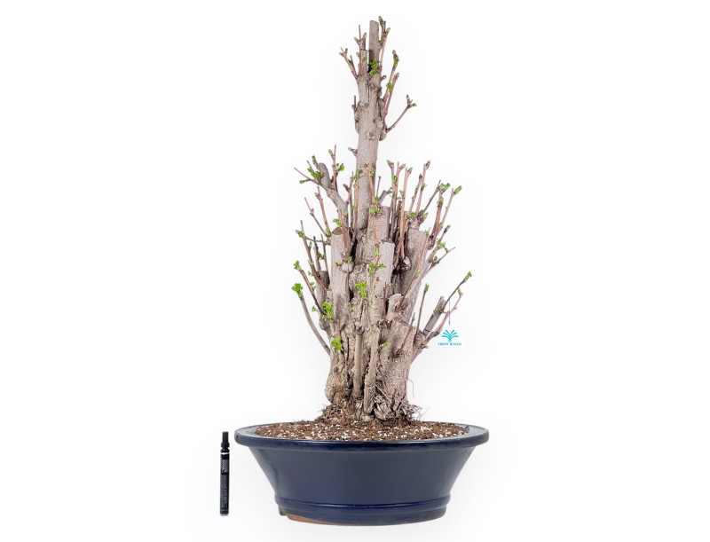 Bonsái de Ginkgo biloba de 84 cm | Maceta redondo azul