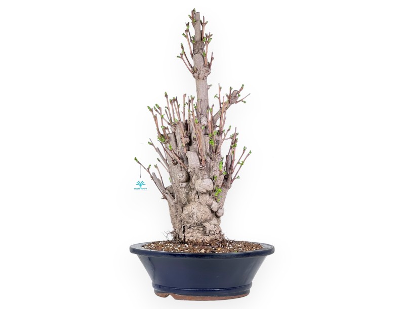 Bonsái de Ginkgo biloba de 84 cm | Maceta redondo azul