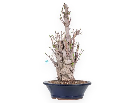 Bonsái de Ginkgo biloba de 84 cm | Maceta redondo azul