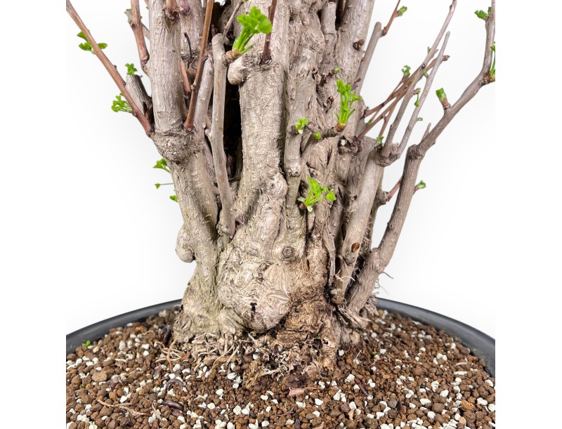 Bonsái de Ginkgo biloba de 84 cm | Maceta redondo azul