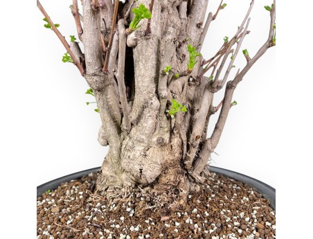 Bonsái de Ginkgo biloba de 84 cm | Maceta redondo azul