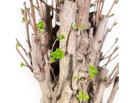 Bonsái de Ginkgo biloba de 84 cm | Maceta redondo azul