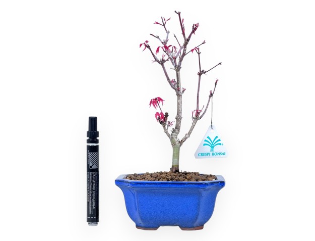 Ahorne Bonsai von 26 cm | Rechteckig blau Topf