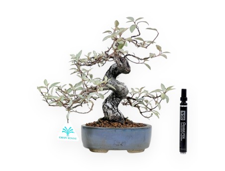 Elaeagnus bonsai 30 cm | Maceta oval gris-azul