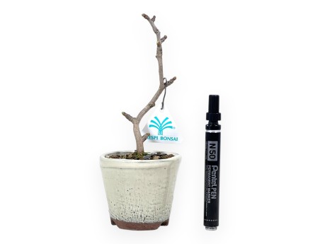 Bonsái de Ginkgo biloba de 22 cm | Maceta redondo crema
