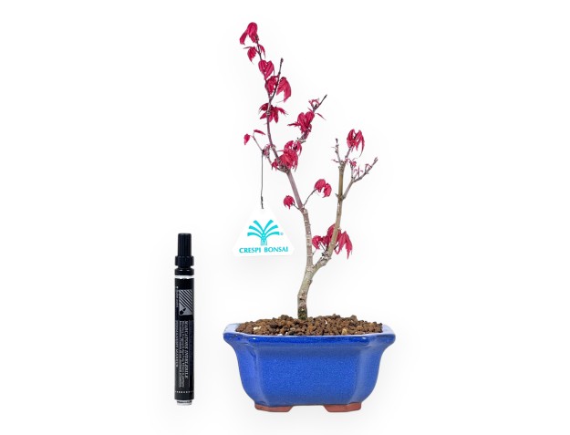Maple bonsai 29 cm | Blue rectangular pot