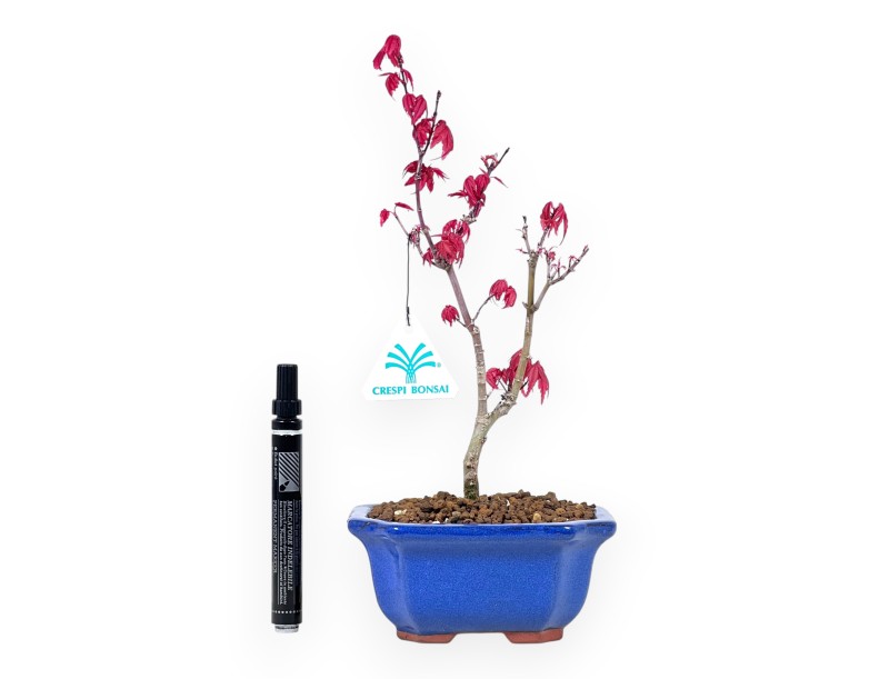Maple bonsai 29 cm | Blue rectangular pot