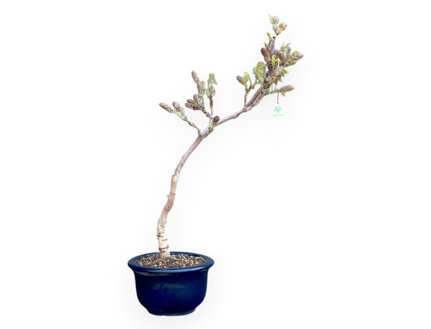 Bonsai di Glicine da 70 cm | Vaso tondo blu