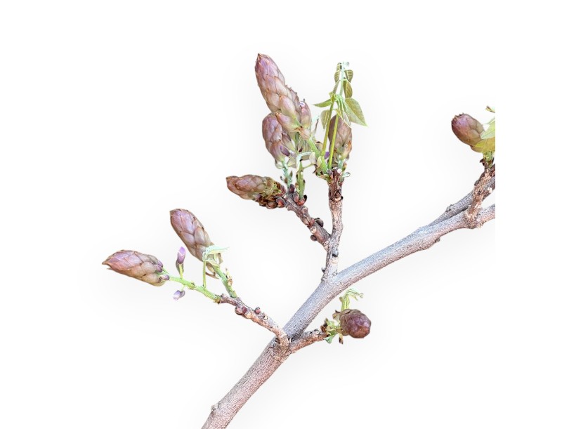 Wisteria bonsai van 70 cm | Rond blauw pot