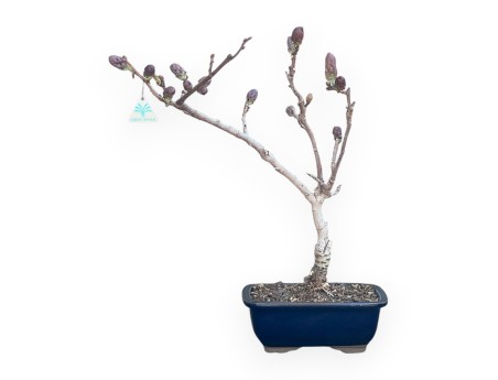 Bonsaï glycine de 50 cm | Pot rectangulaire bleu