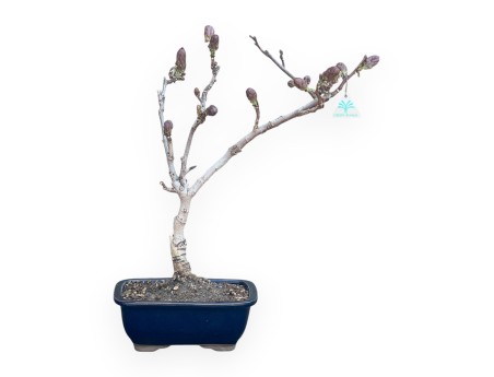 Wisteria Bonsai von 50 cm | Rechteckig blau Topf