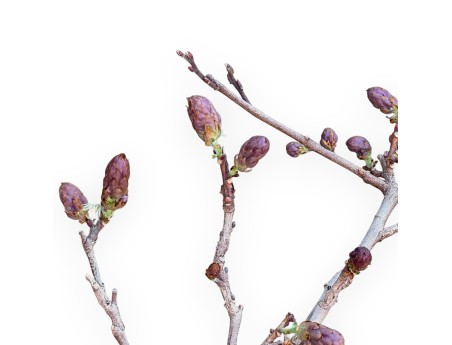 Wisteria Bonsai von 50 cm | Rechteckig blau Topf