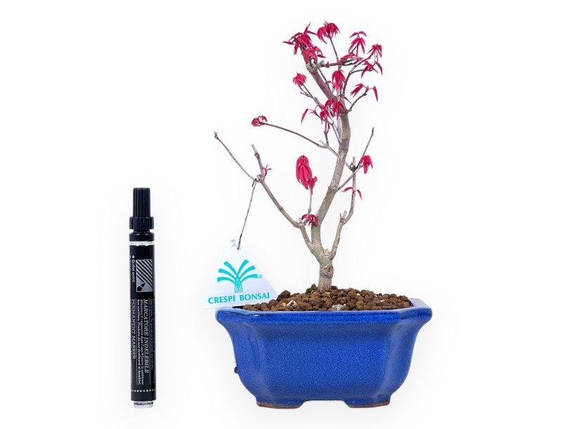 Bonsai di acero da 24 cm | Vaso rettangolare blu